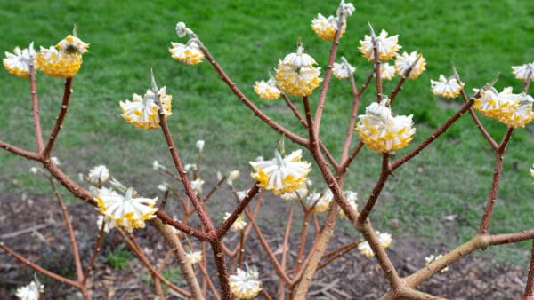 Cómo cuidar la flor de papel (Edgeworthia chrysantha)