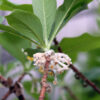 Cómo cuidar la flor de papel (Edgeworthia chrysantha)