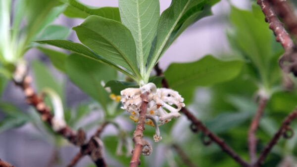 Cómo cuidar la flor de papel (Edgeworthia chrysantha)