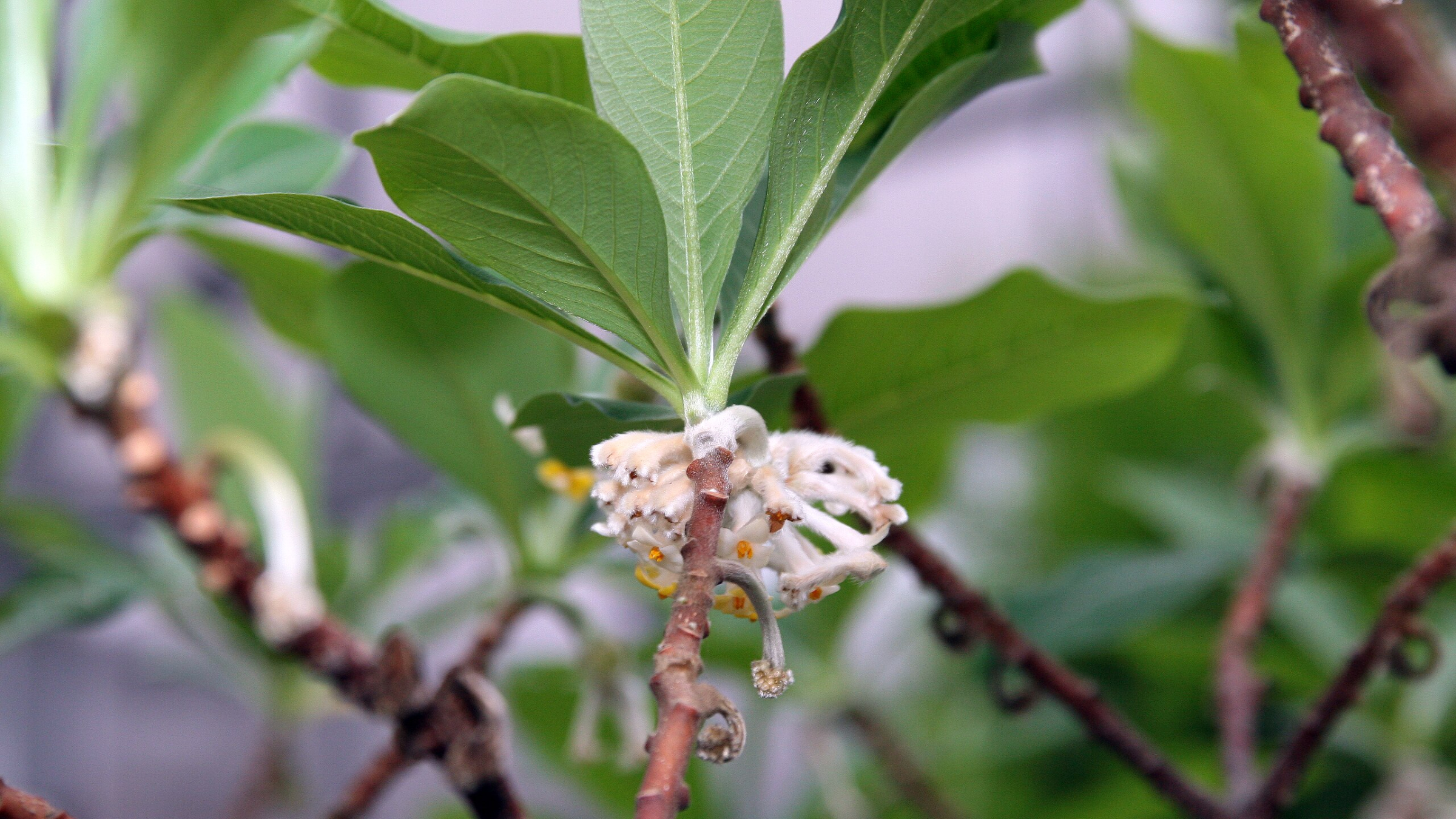 Flor de papel (Edgeworthia chrysantha)