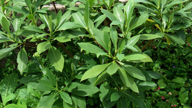Cómo cuidar la flor de papel (Edgeworthia chrysantha)
