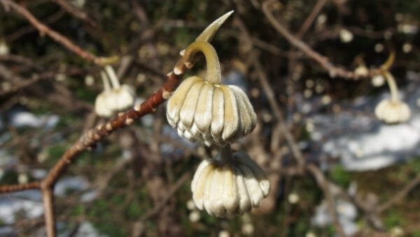 Cómo cuidar la flor de papel (Edgeworthia chrysantha)