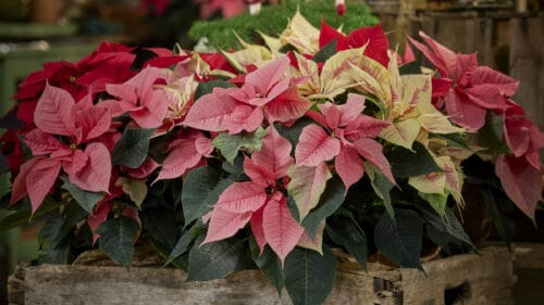 Cómo cuidar la flor de Pascua (Euphorbia pulcherrima)