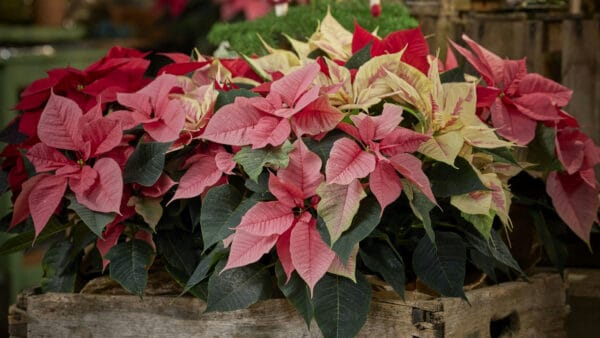 Cómo cuidar la flor de Pascua (Euphorbia pulcherrima)