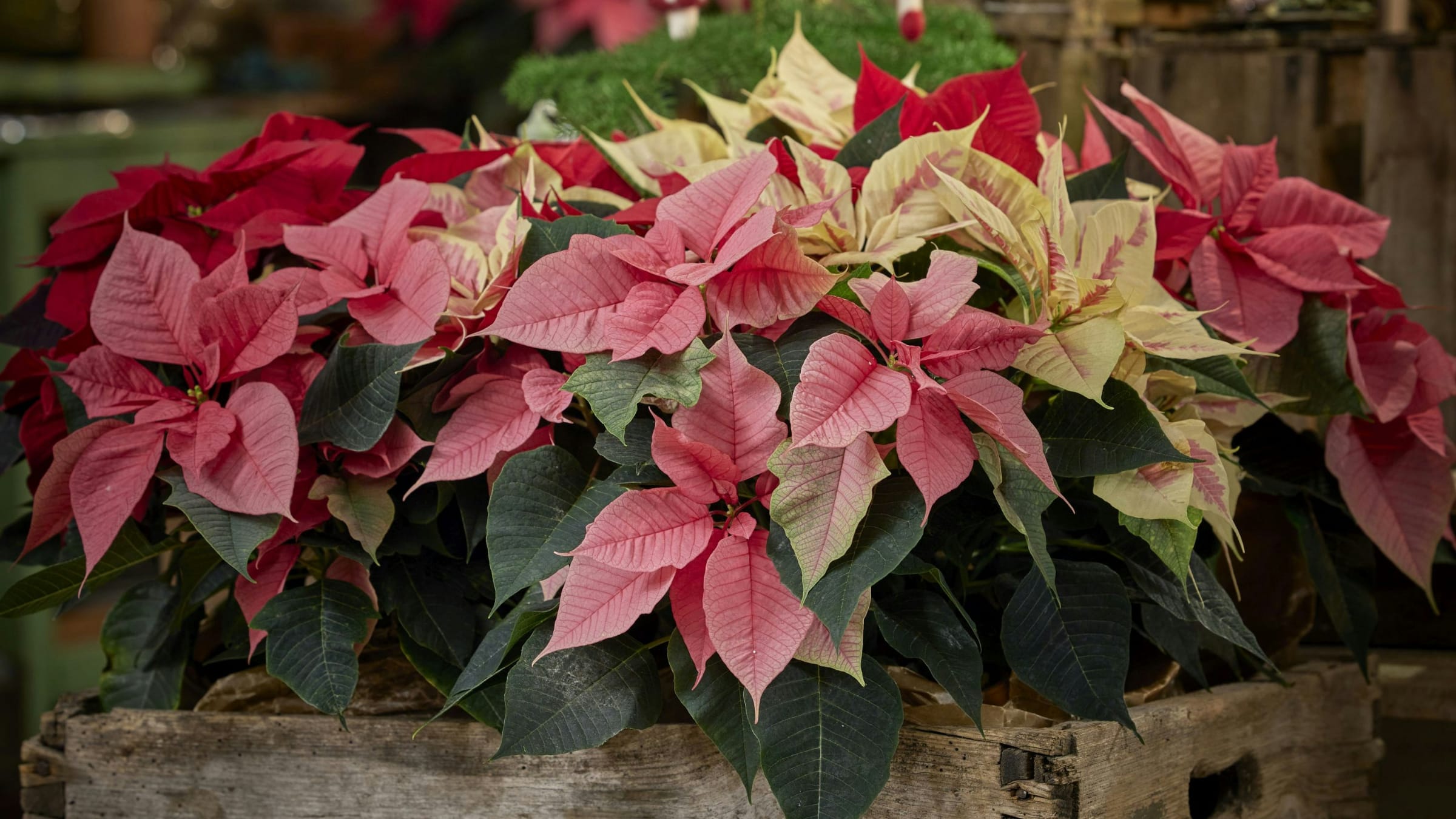 Flor de Pascua (Euphorbia pulcherrima)