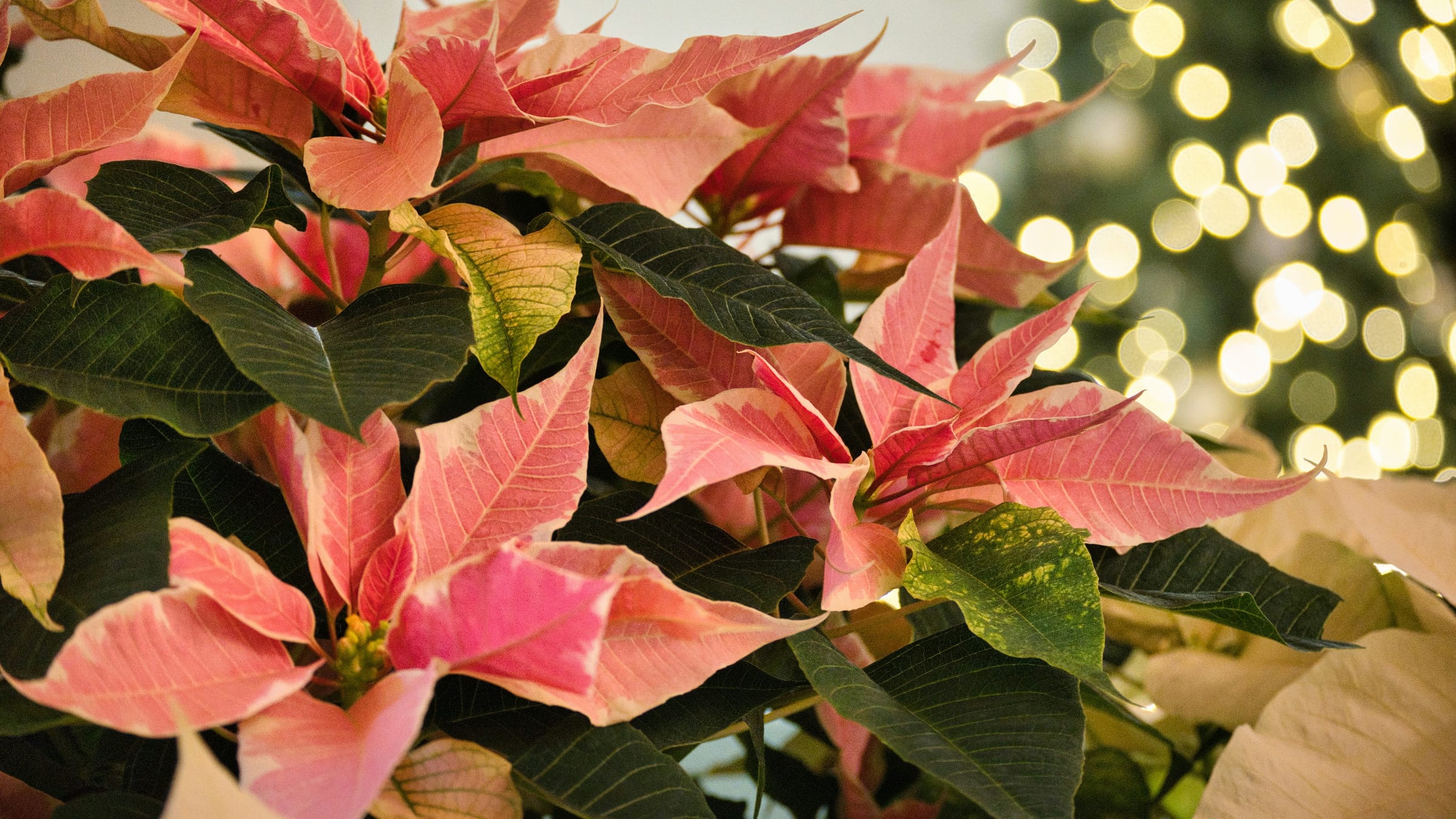 Flor de Pascua (Euphorbia pulcherrima)