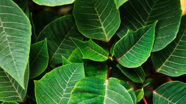 Cómo cuidar la flor de Pascua (Euphorbia pulcherrima)