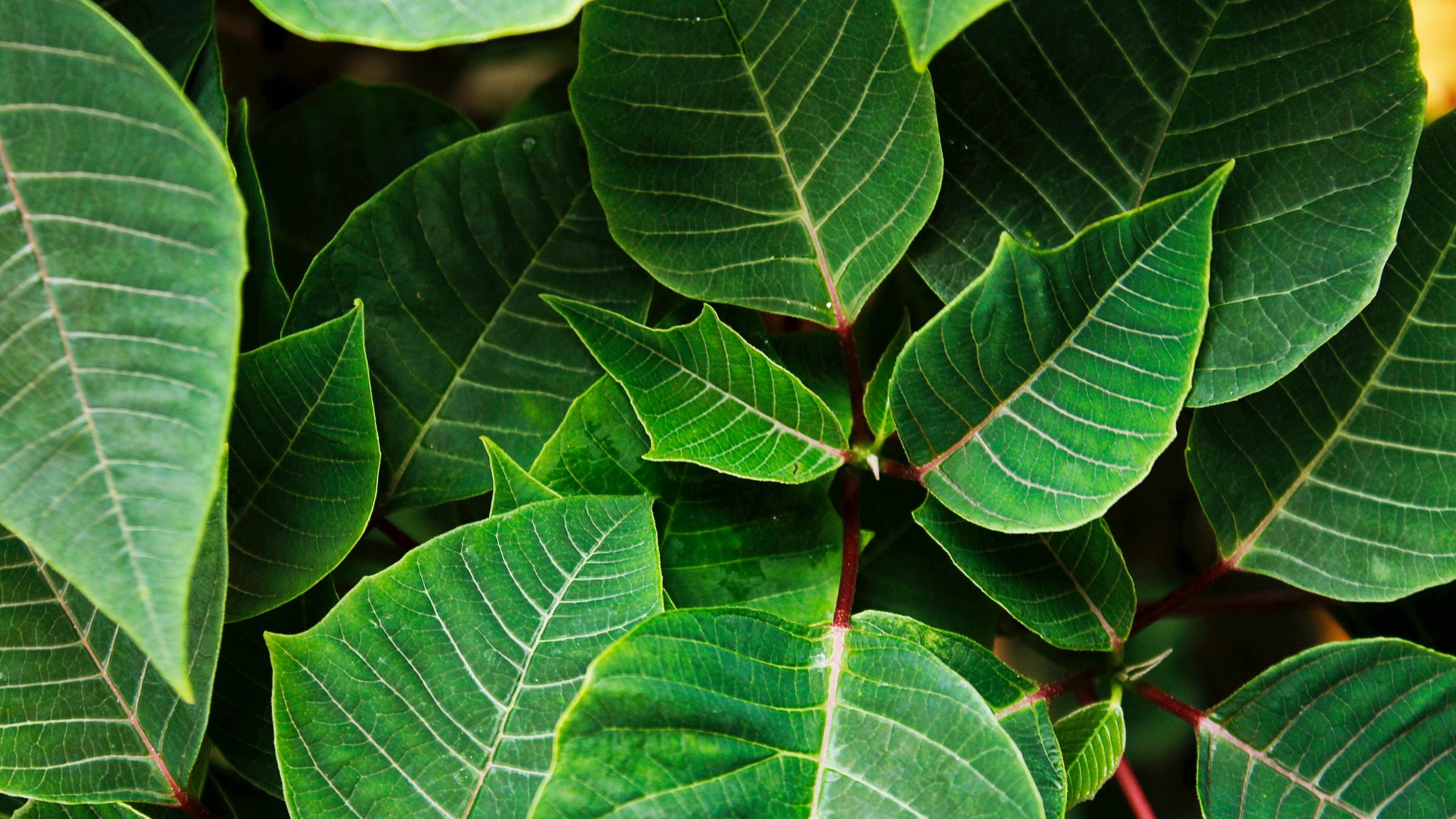 Flor de Pascua (Euphorbia pulcherrima)