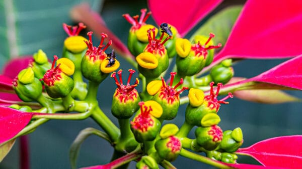 Cómo cuidar la flor de Pascua (Euphorbia pulcherrima)