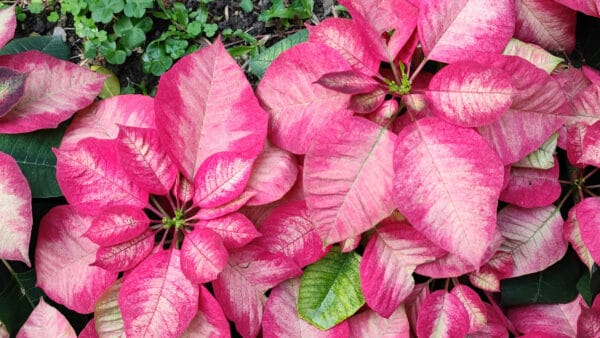Cómo cuidar la flor de Pascua (Euphorbia pulcherrima)