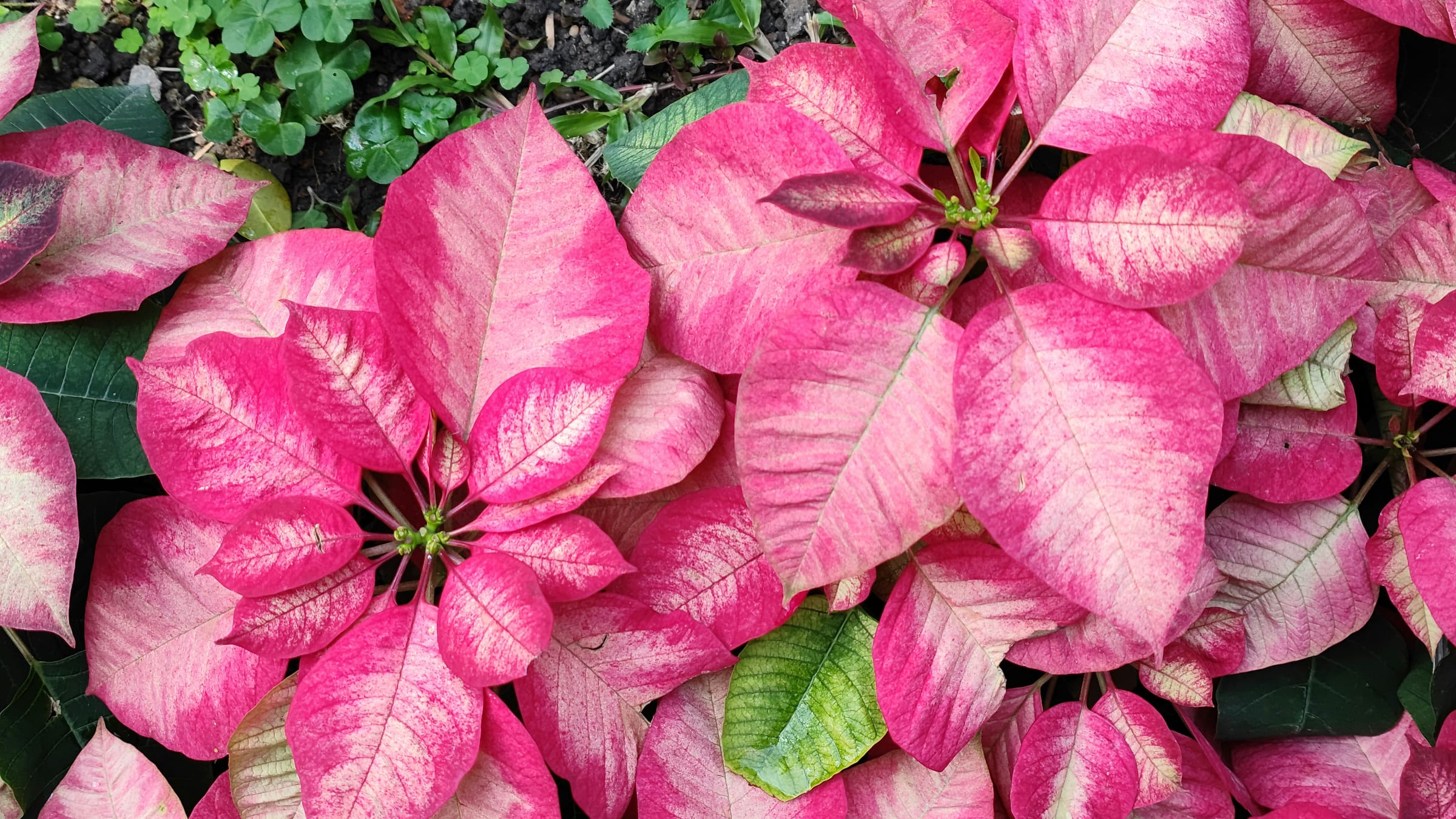 Flor de Pascua (Euphorbia pulcherrima)