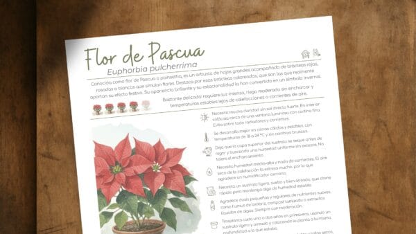 Cómo cuidar la flor de Pascua (Euphorbia pulcherrima)