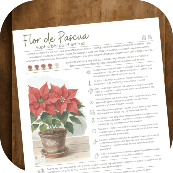 Cómo cuidar la flor de Pascua (Euphorbia pulcherrima)