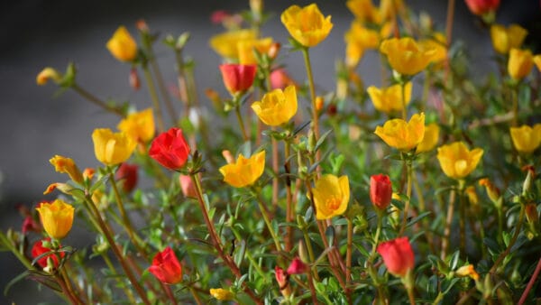 Cómo cuidar la flor de seda (Portulaca grandiflora)