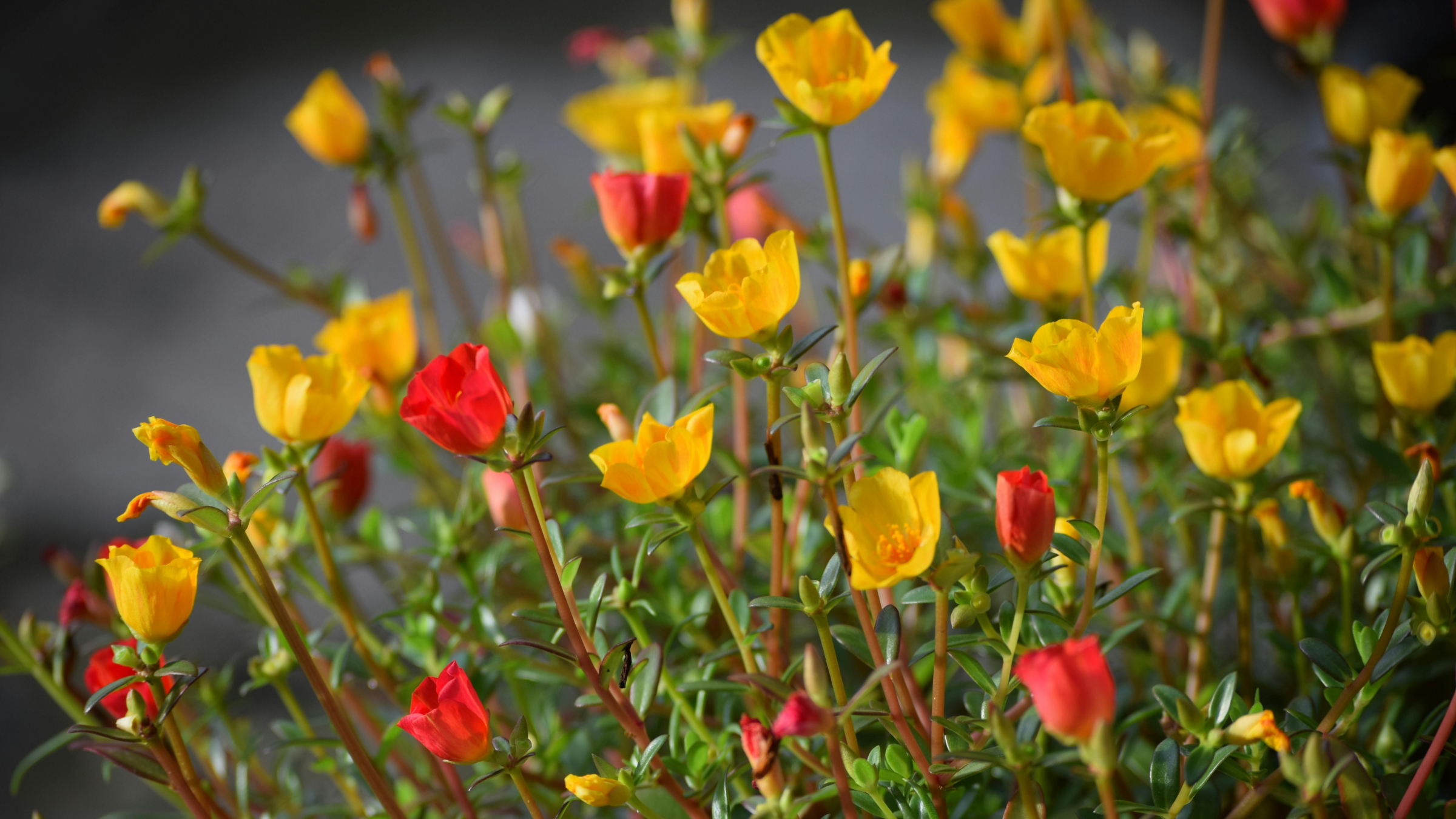 Flor de seda (Portulaca grandiflora)