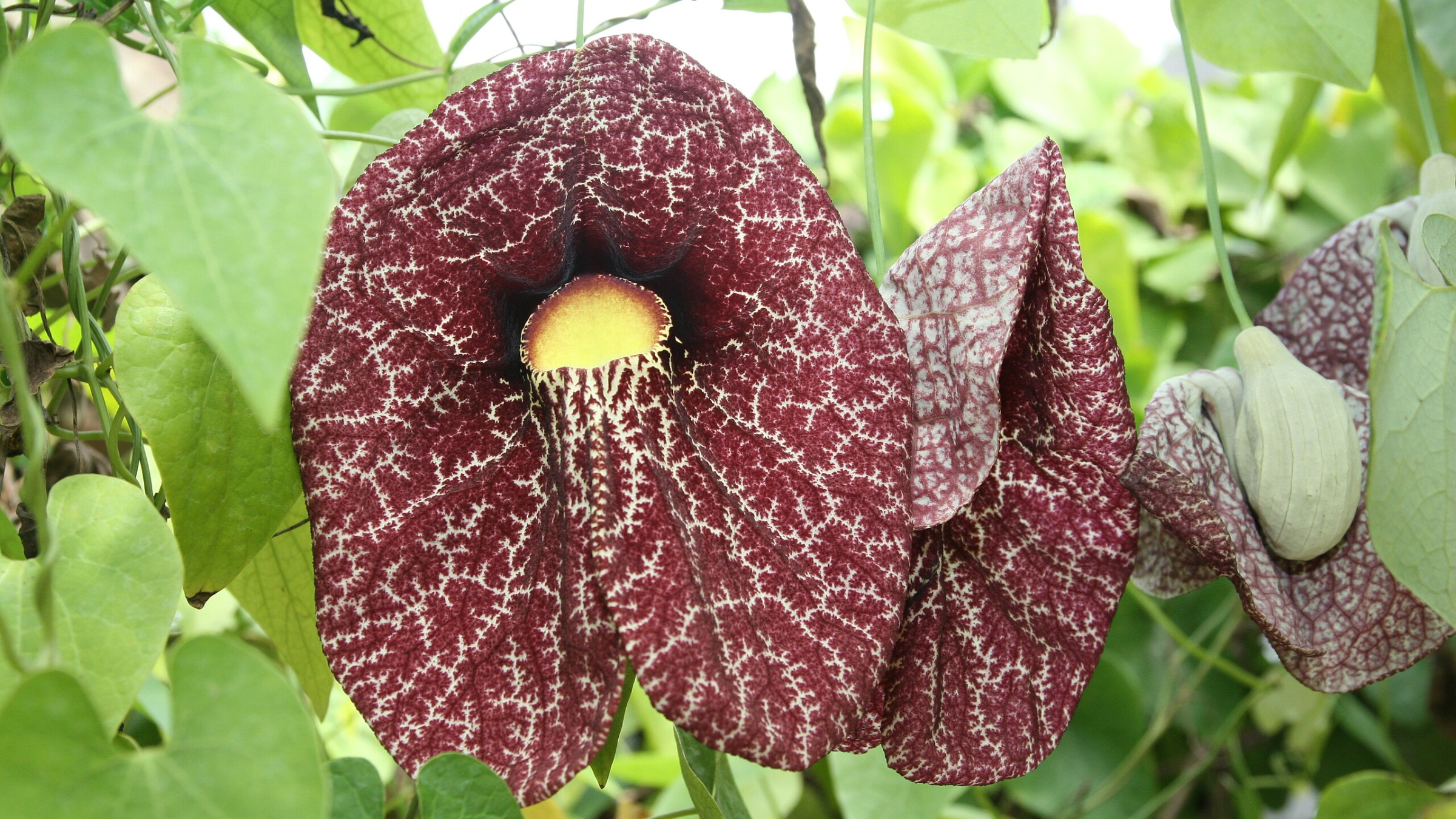 Flor del peregrino (Aristolochia gigantea)