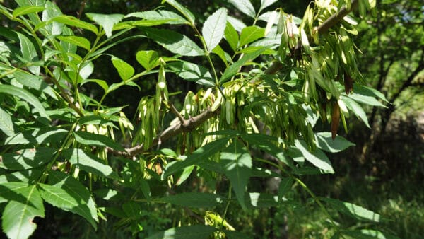 Cómo cuidar el fresno (Fraxinus excelsior)