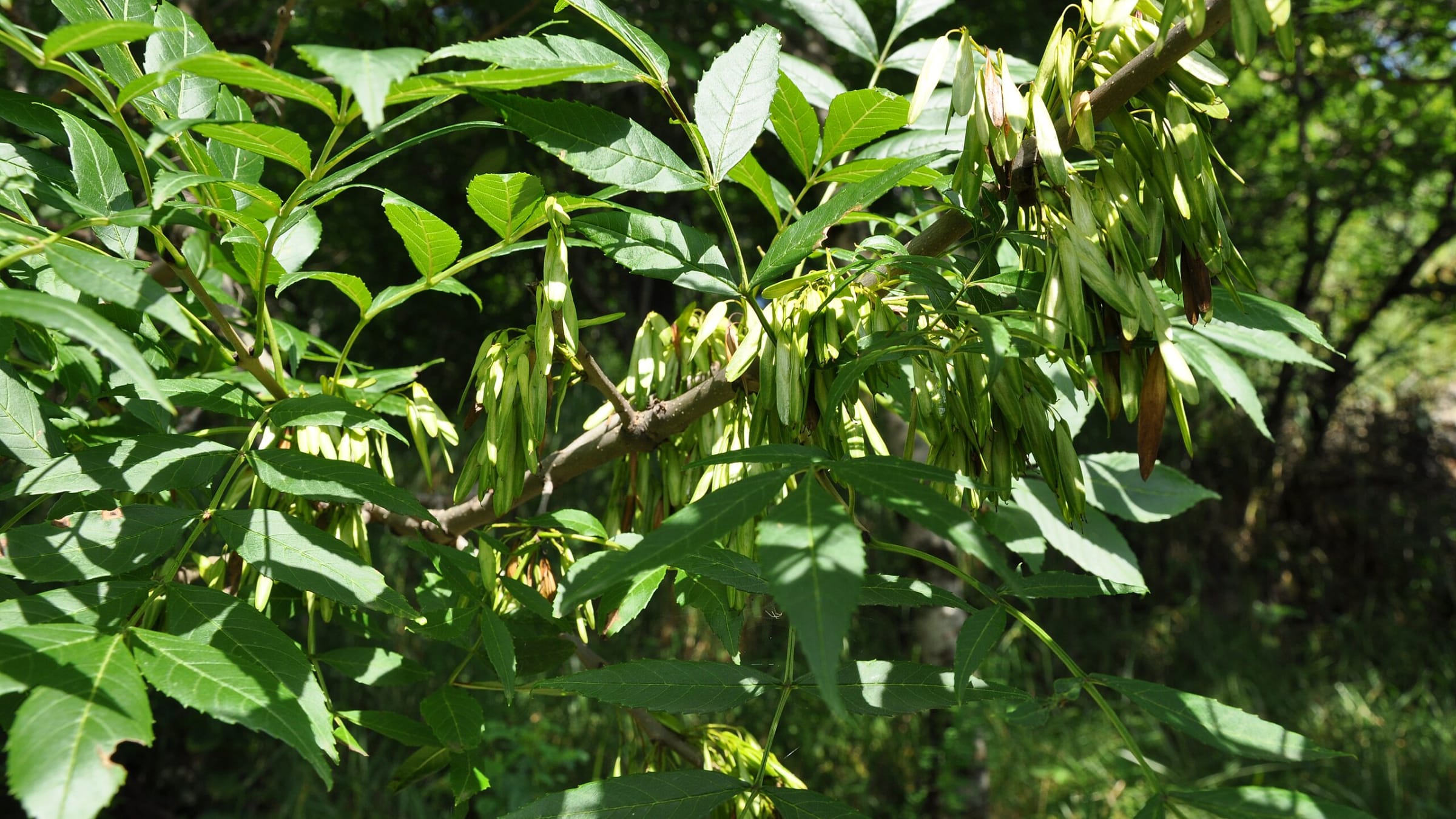 Fresno (Fraxinus excelsior)