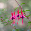 Cómo cuidar la fucsia de Magallanes (Fuchsia magellanica)