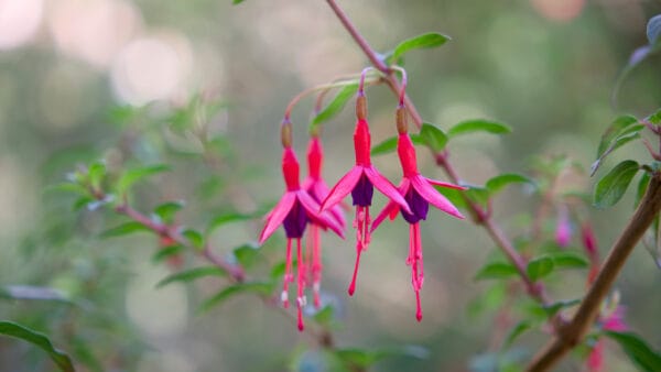 Cómo cuidar la fucsia de Magallanes (Fuchsia magellanica)