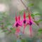 Cómo cuidar la fucsia de Magallanes (Fuchsia magellanica)