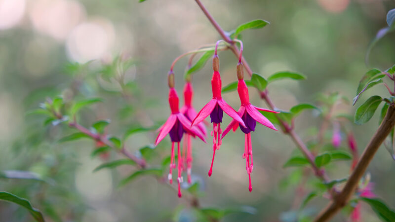 Cómo cuidar la fucsia de Magallanes (Fuchsia magellanica)