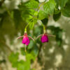 Cómo cuidar la fucsia de Magallanes (Fuchsia magellanica)