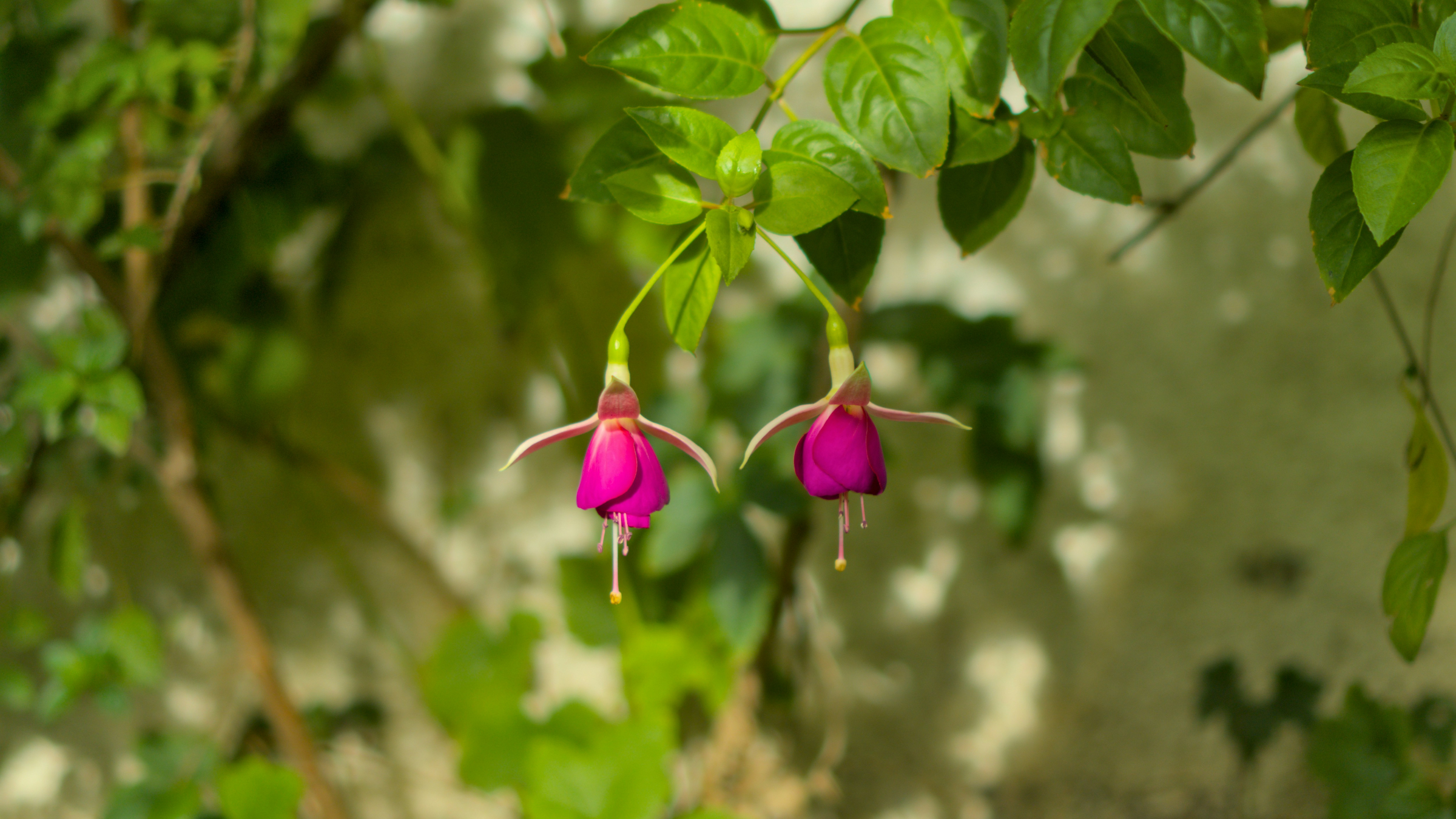 Fúcsia de Magallanes (Fuchsia magellanica)