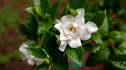 Cómo cuidar la gardenia (Gardenia jasminoides)