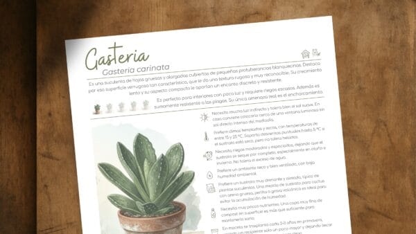 Cómo cuidar la gasteria (Gasteria carinata)