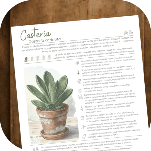 Cómo cuidar la gasteria (Gasteria carinata)