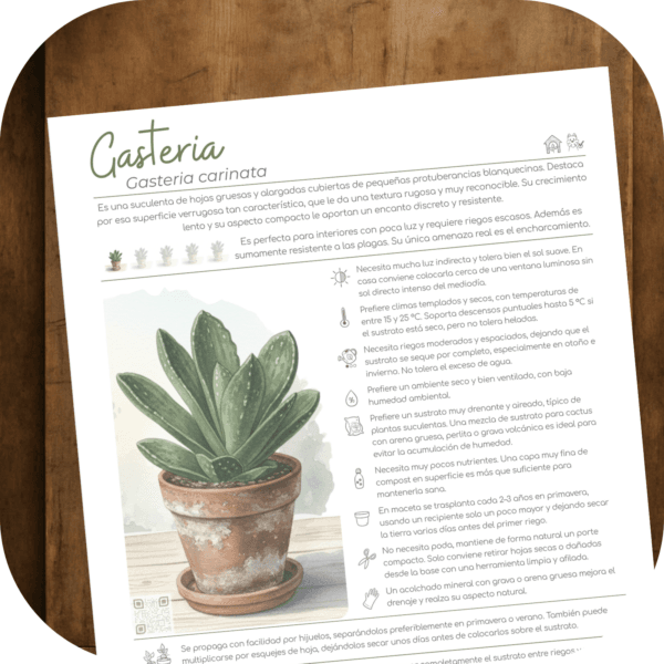 Cómo cuidar la gasteria (Gasteria carinata)