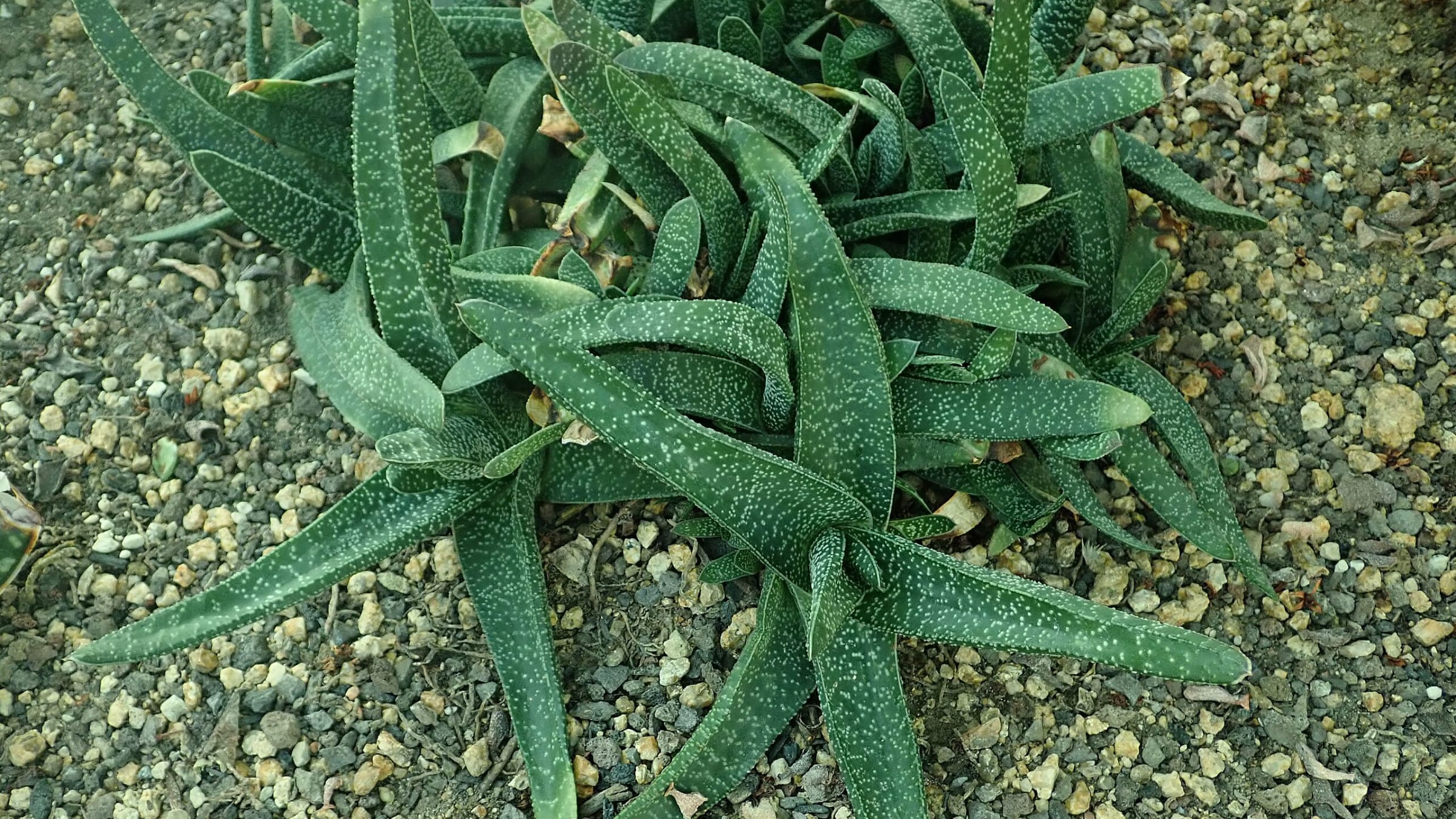 Gasteria (Gasteria carinata)