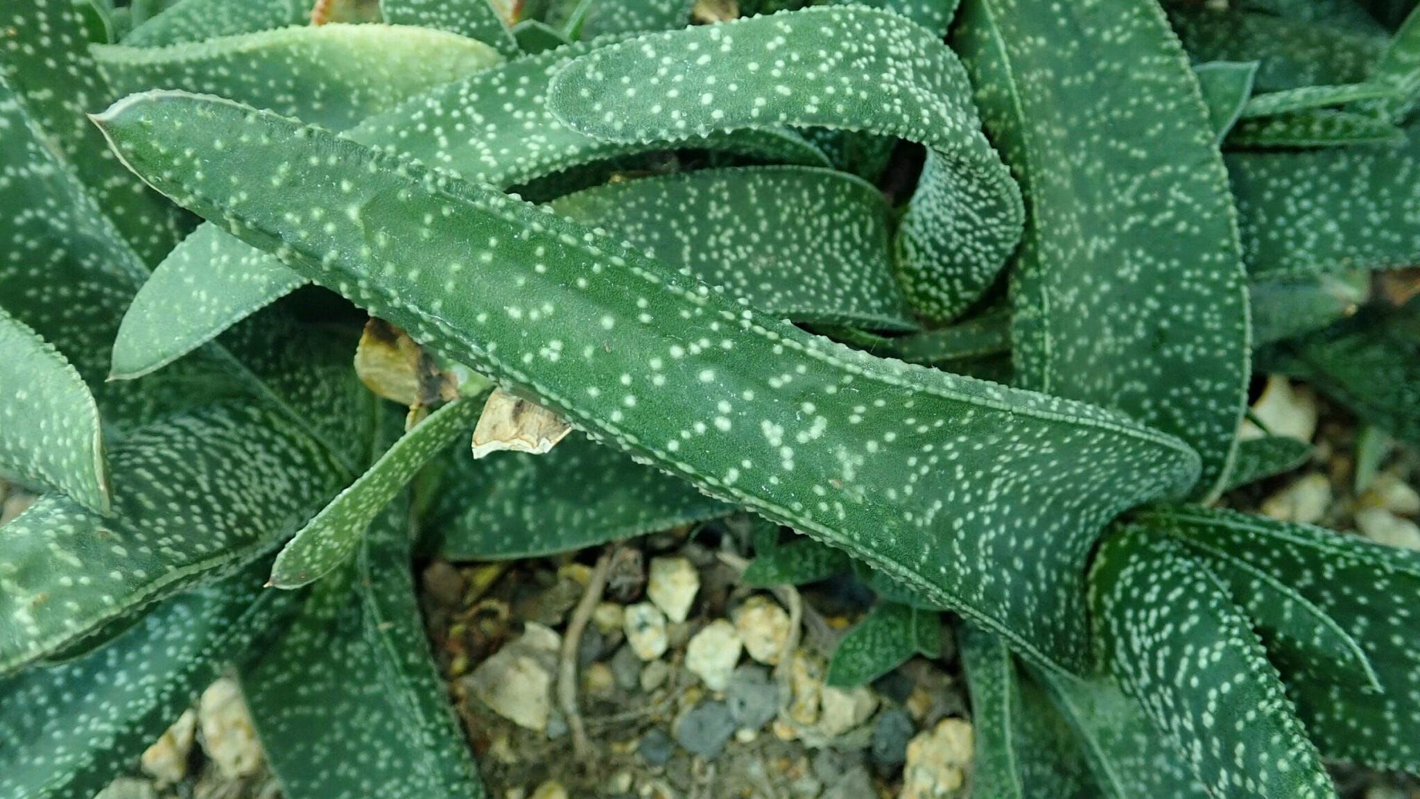 Gasteria Gasteria: cuidados (Gasteria carinata)