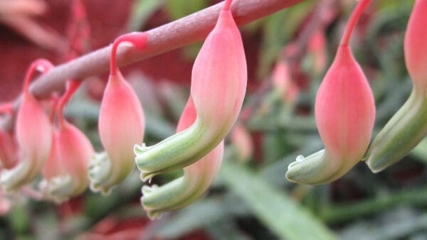 Cómo cuidar la gasteria (Gasteria carinata)