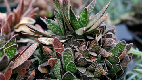 Cómo cuidar la gasteria (Gasteria liliputana)