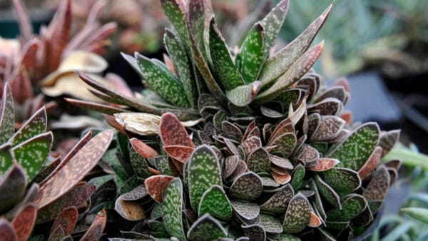 Cómo cuidar la gasteria (Gasteria liliputana)