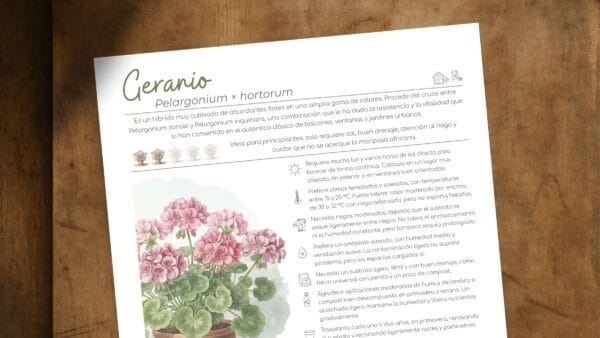 Cómo cuidar el geranio común (Pelargonium × hortorum)
