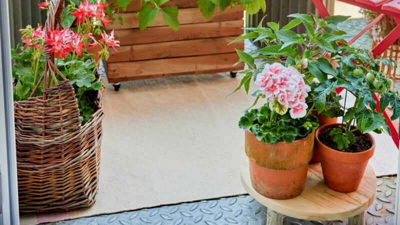 Cómo cuidar el geranio común (Pelargonium × hortorum)