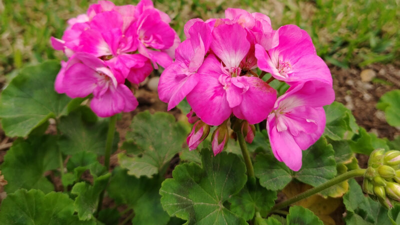 Cómo cuidar el geranio común (Pelargonium × hortorum)