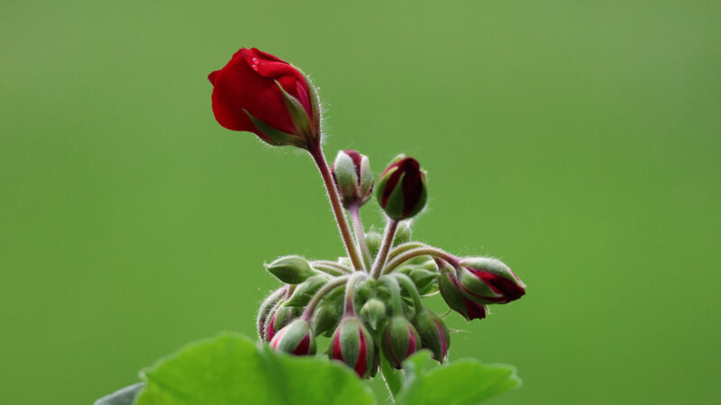 Cómo cuidar el geranio común (Pelargonium × hortorum)
