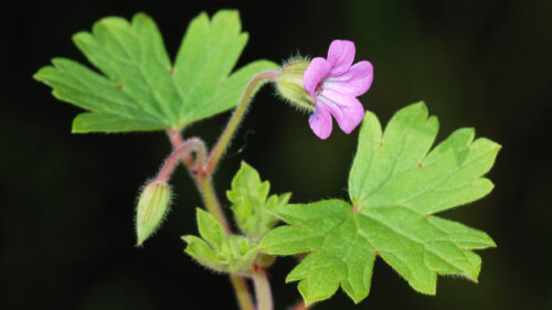 Cómo cuidar el geranio de jardín (Geranium spp.)