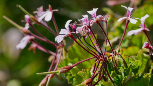 Cómo cuidar el geranio zonal (Pelargonium zonale)