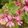 Cómo cuidar el geranio zonal (Pelargonium zonale)