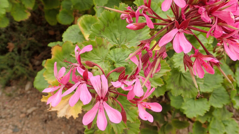 Cómo cuidar el geranio zonal (Pelargonium zonale)