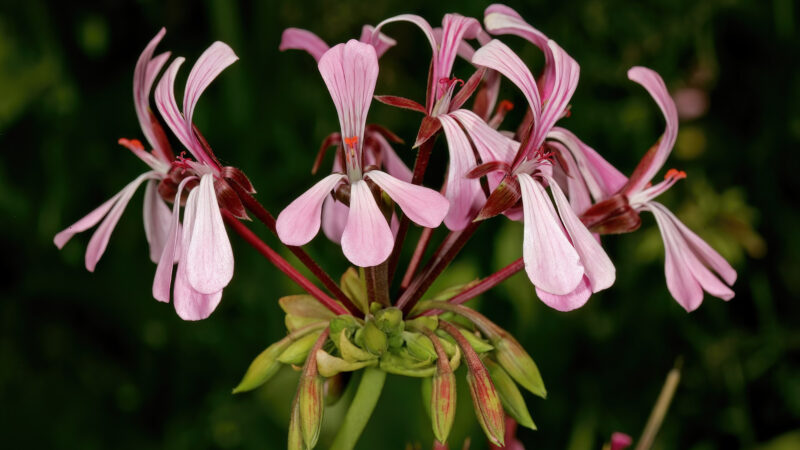 Cómo cuidar el geranio zonal (Pelargonium zonale)