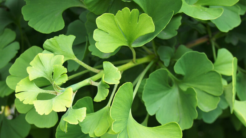 Cómo cuidar el ginkgo (Ginkgo biloba)