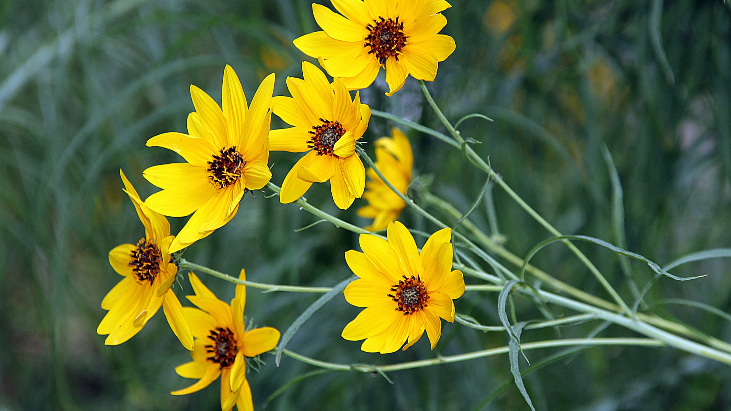 Girasol de hojas finas (Helianthus salicifolius)