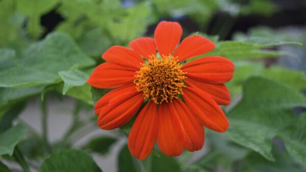 Cómo cuidar el girasol mexicano (Tithonia rotundifolia)