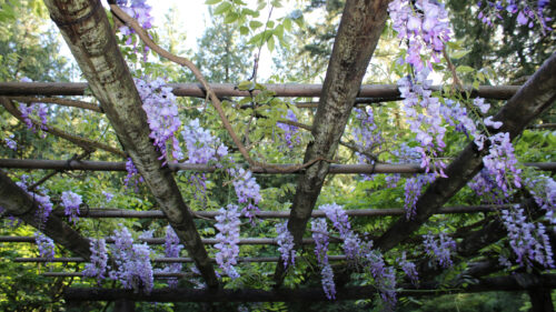 Cómo cuidar la glicinia china (Wisteria sinensis)